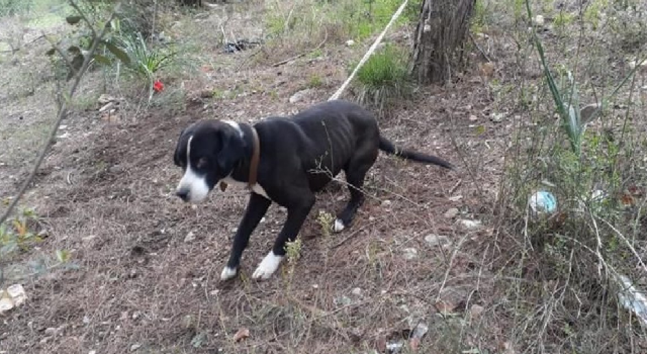 Köpeği ağaca bağlayıp ölüme terk ettiler