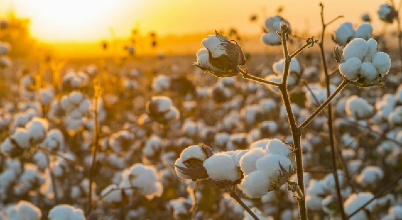 Sincan'daki insan hakları ihlallerini gündeme getiren H&M, Nike ve Adidas'a Çin'de boykot