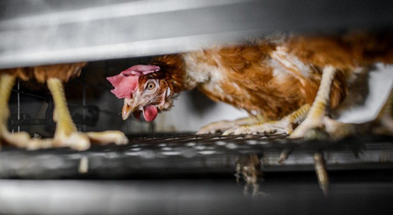 'Tavuklar A4 kağıdından dar alanda yaşıyor'