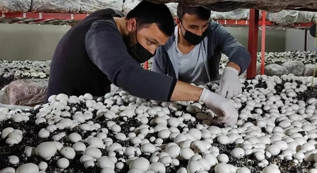 Üniversiteyi bitirip köyüne döndü: Ürettiği mantarlar kapış kapış satılıyor
