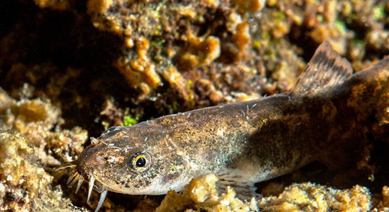 Van Gölü'nde "küçük mercan" balığı keşfedildi