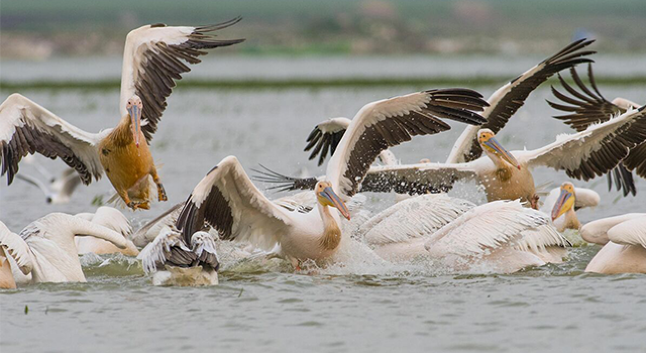 Baharın müjdecisi! Ak pelikanlar göç yolunda