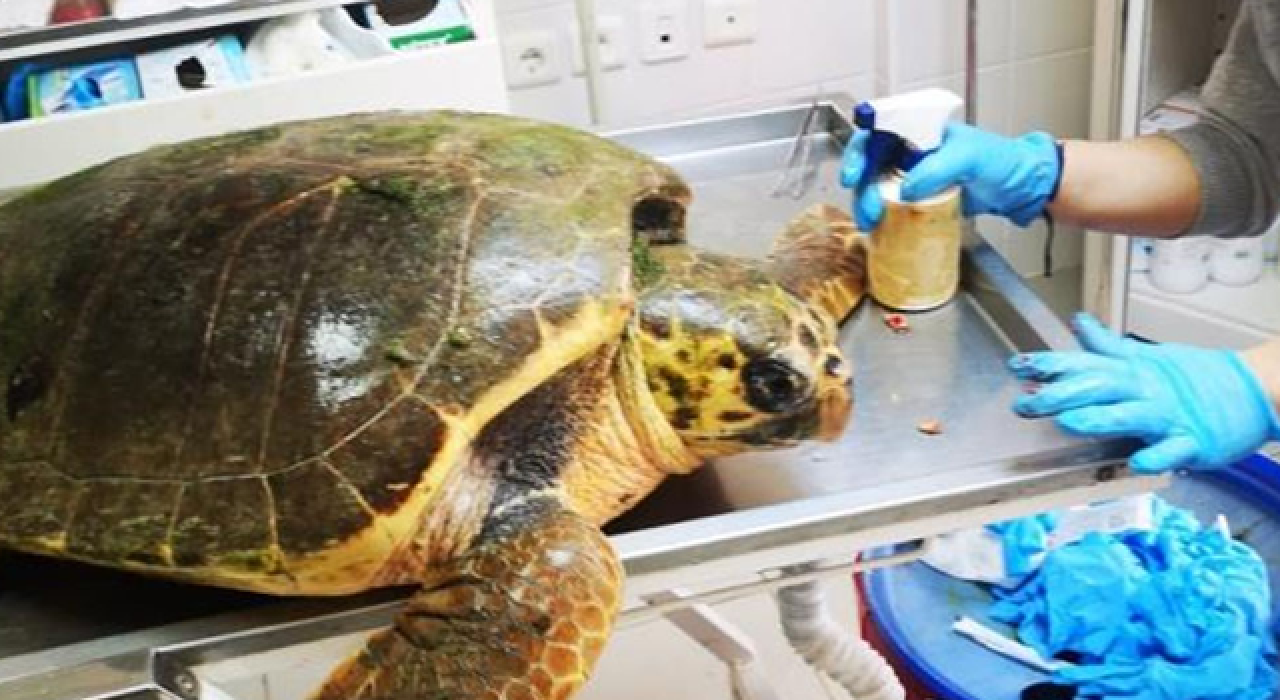 Caretta caretta silahla vuruldu!