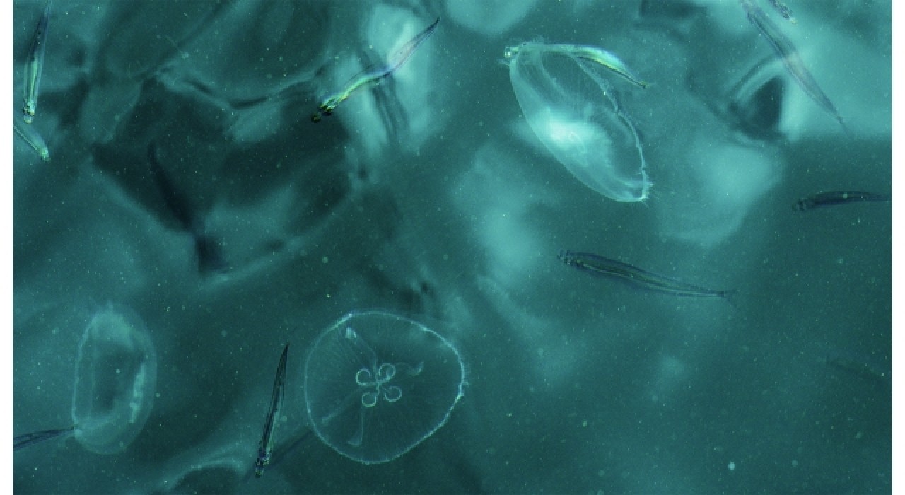 "Düş Suda" sergisi