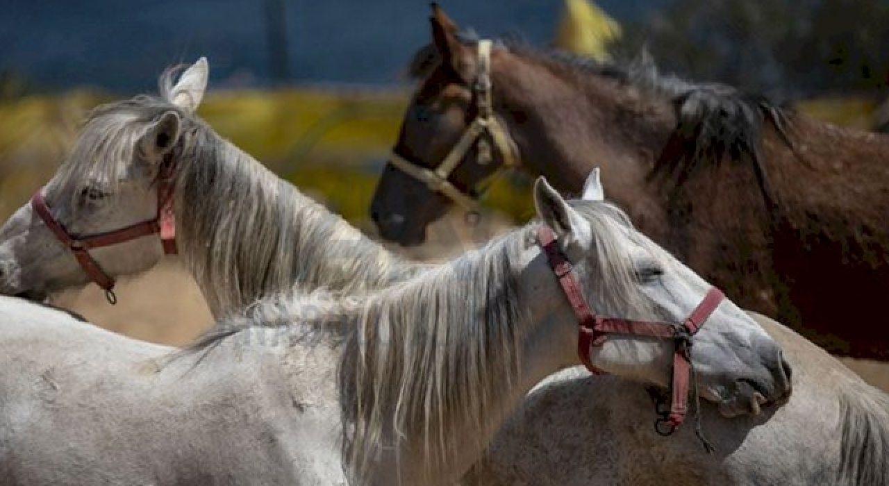 Kaymakamlık, kaybolan atlar için harekete geçti