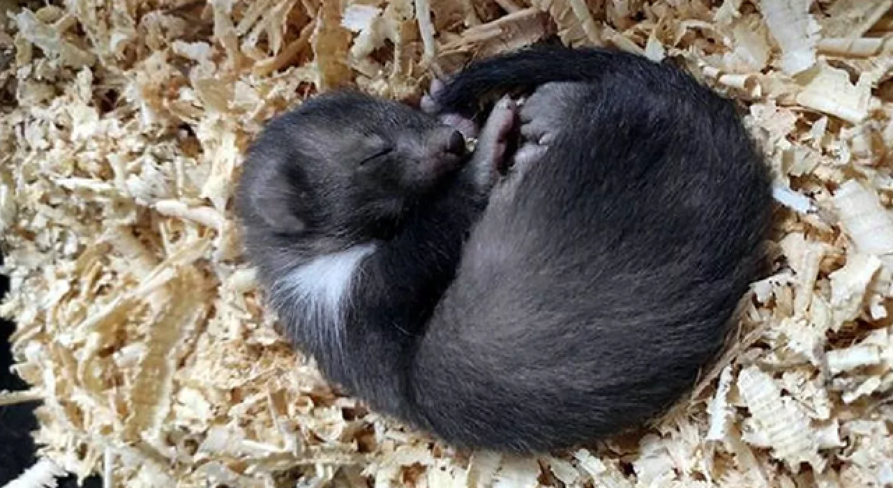 Okul çatısında bulunan yavru kaya sansarı korumaya alındı