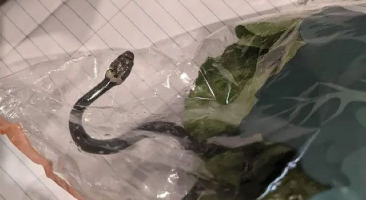 Süpermarketten aldıkları marulun içinden yılan çıktı