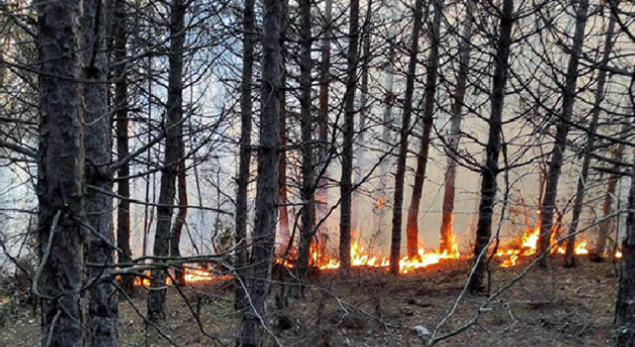 Tekirdağ'da orman yangını; 5 noktada çıktı