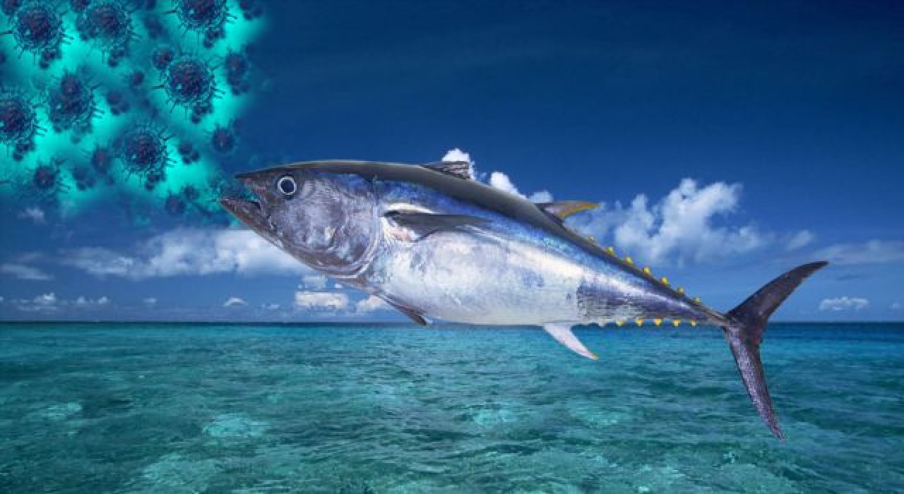 Virüsün panzehiri okyanuslardan gelen ton balığı