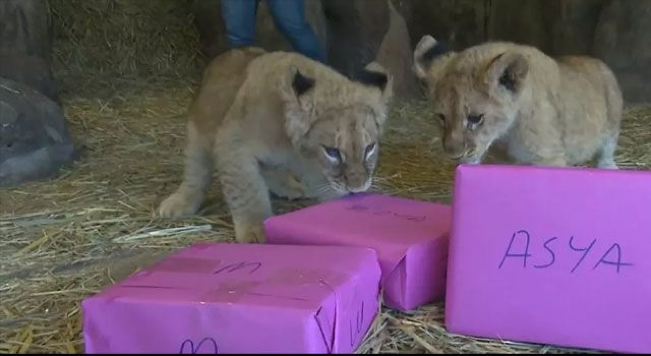 Yılın ilk yavru aslanları isimlerini seçti: Asya ve Zoya