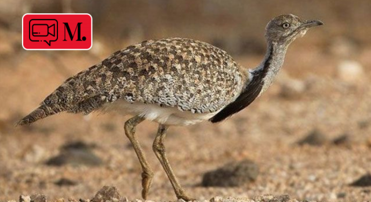 Yozgat'ta nesli tükenmekte olan toy kuşu görüntülendi