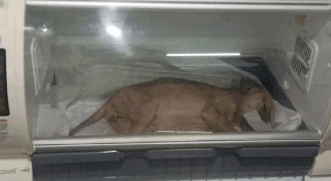 Köpek yavrusuna eziyet eden kişiye 1033 lira ceza