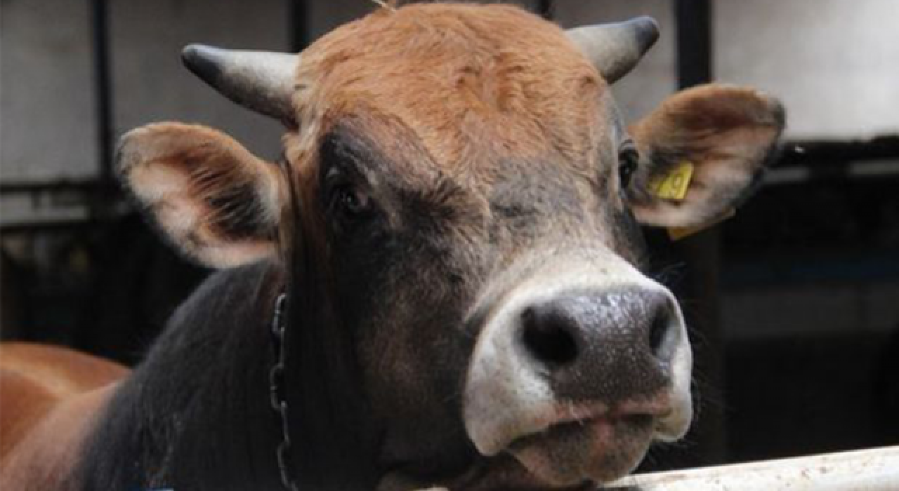 Kurban kesimi tebliği yayımlandı