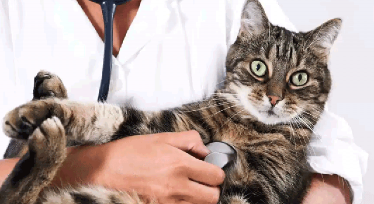 Zorunlu hale getirilmişti; evcil hayvanlara mikroçip takılmaya başlandı