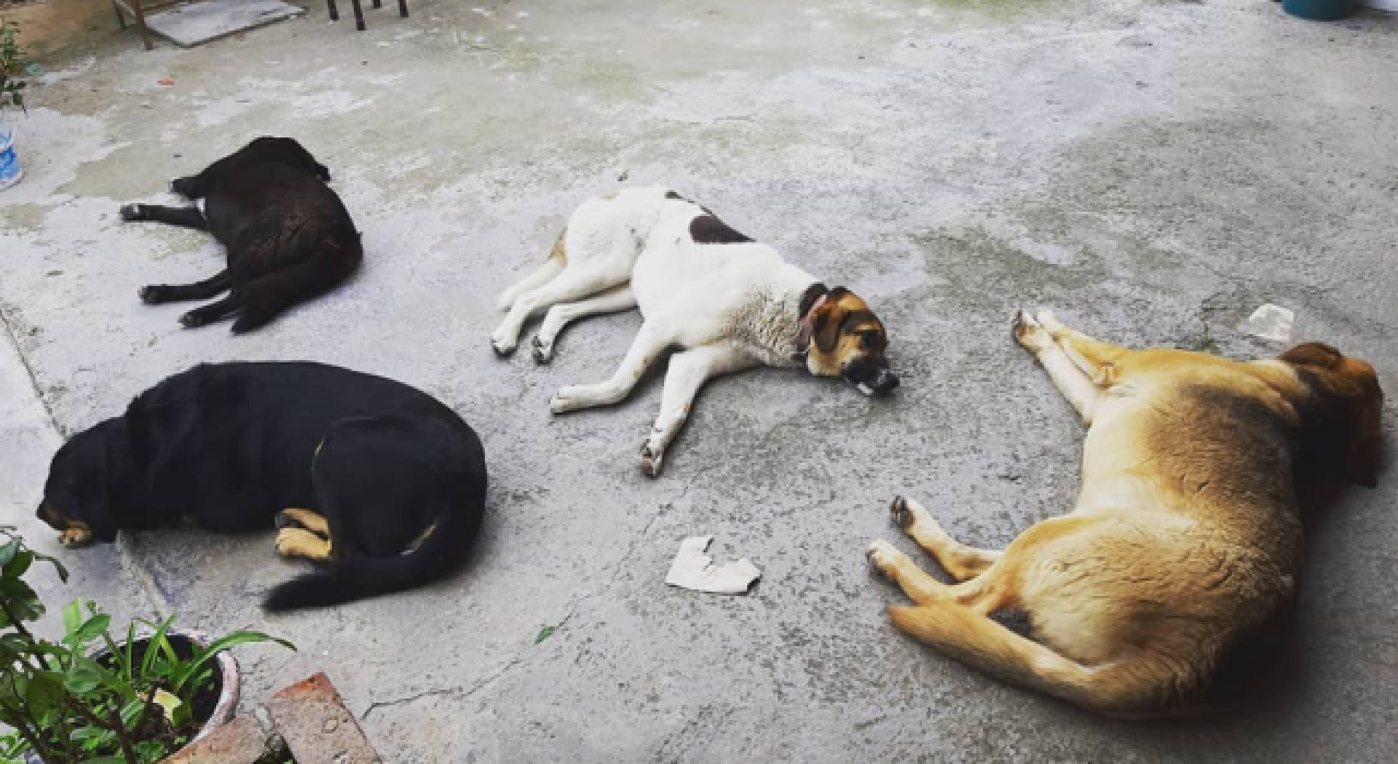 Ankara'da 6 köpeğin ölümünde zehirli tavuk eti incelemesi