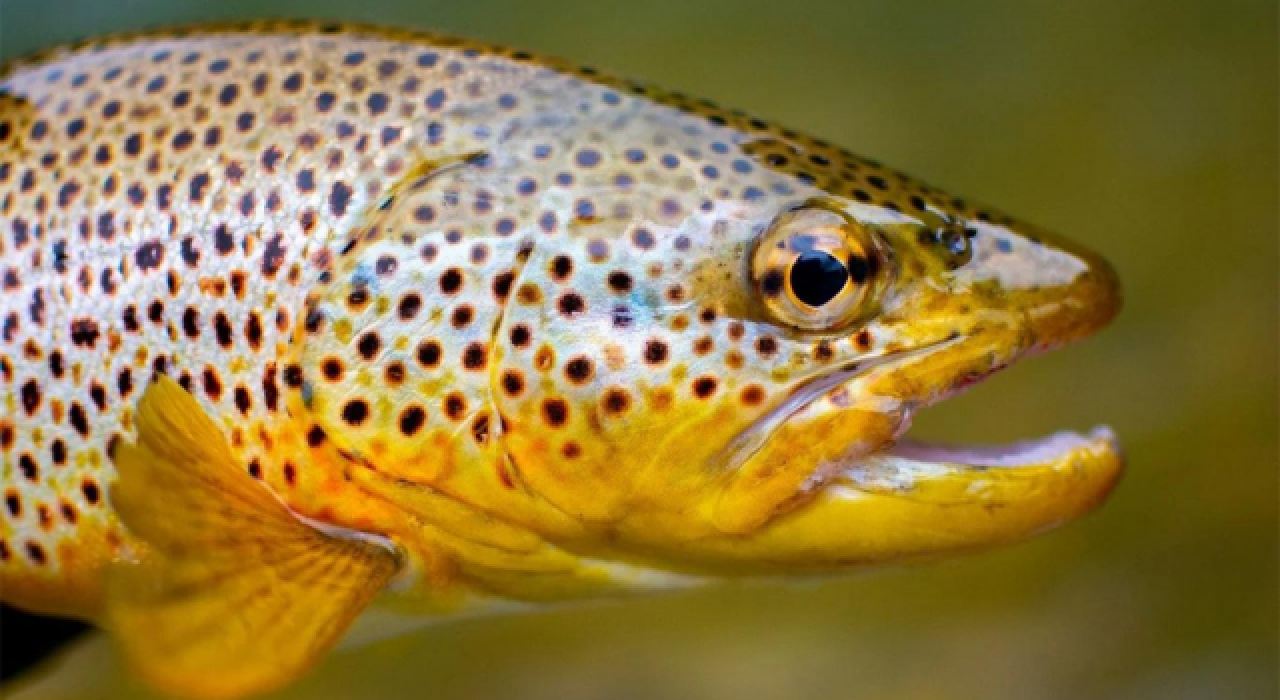 Balıkların "uyuşturucu bağımlısına" dönüşebildiği ortaya çıktı