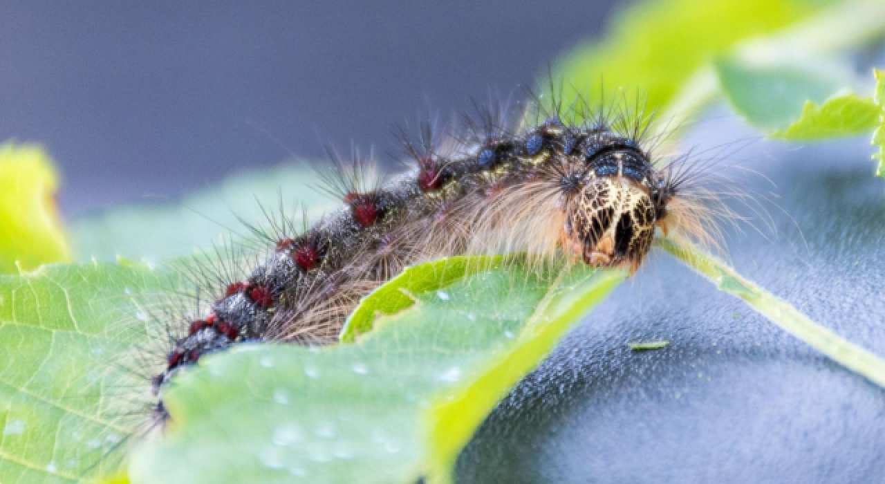 "Çingene güvesi" ve "çingene karıncasının" ismi değiştiriliyor