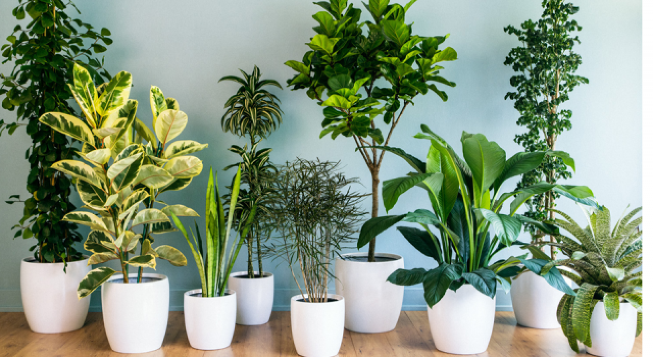 Evde Bakılması Zararlı Olabilecek 7 Bitki