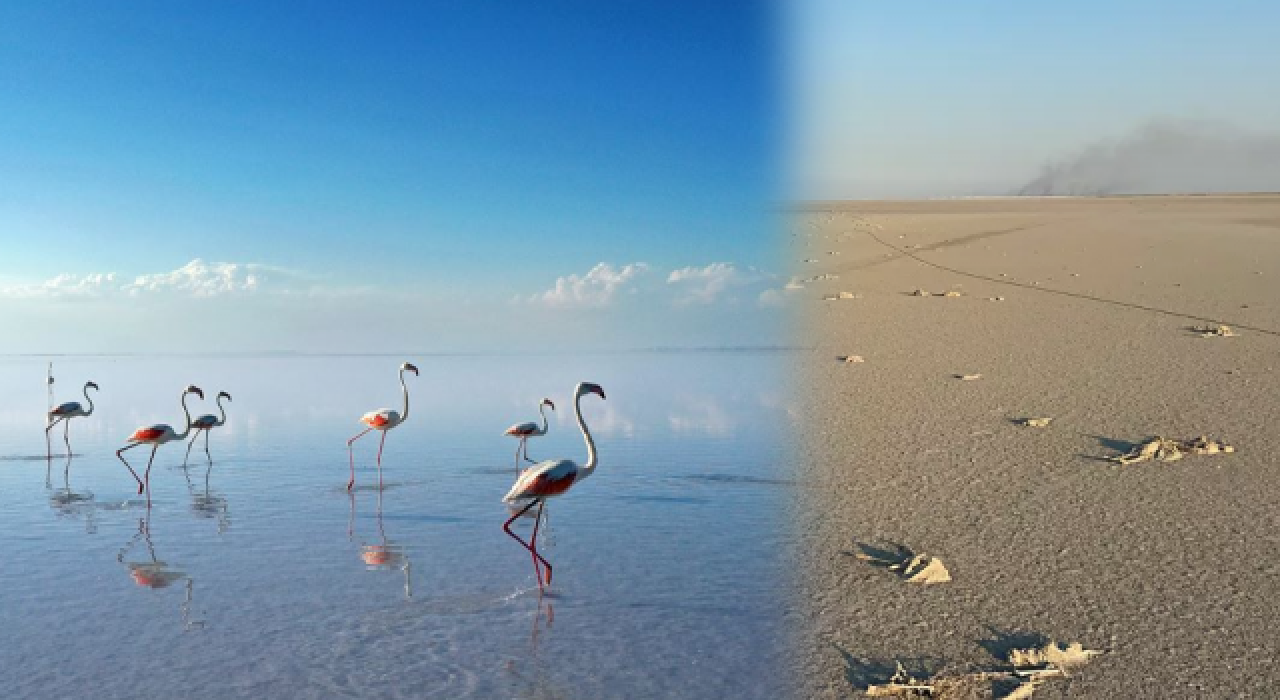 "Flamingo ölümleriyle ilgili araştırma ve soruşturma başlatıldı"