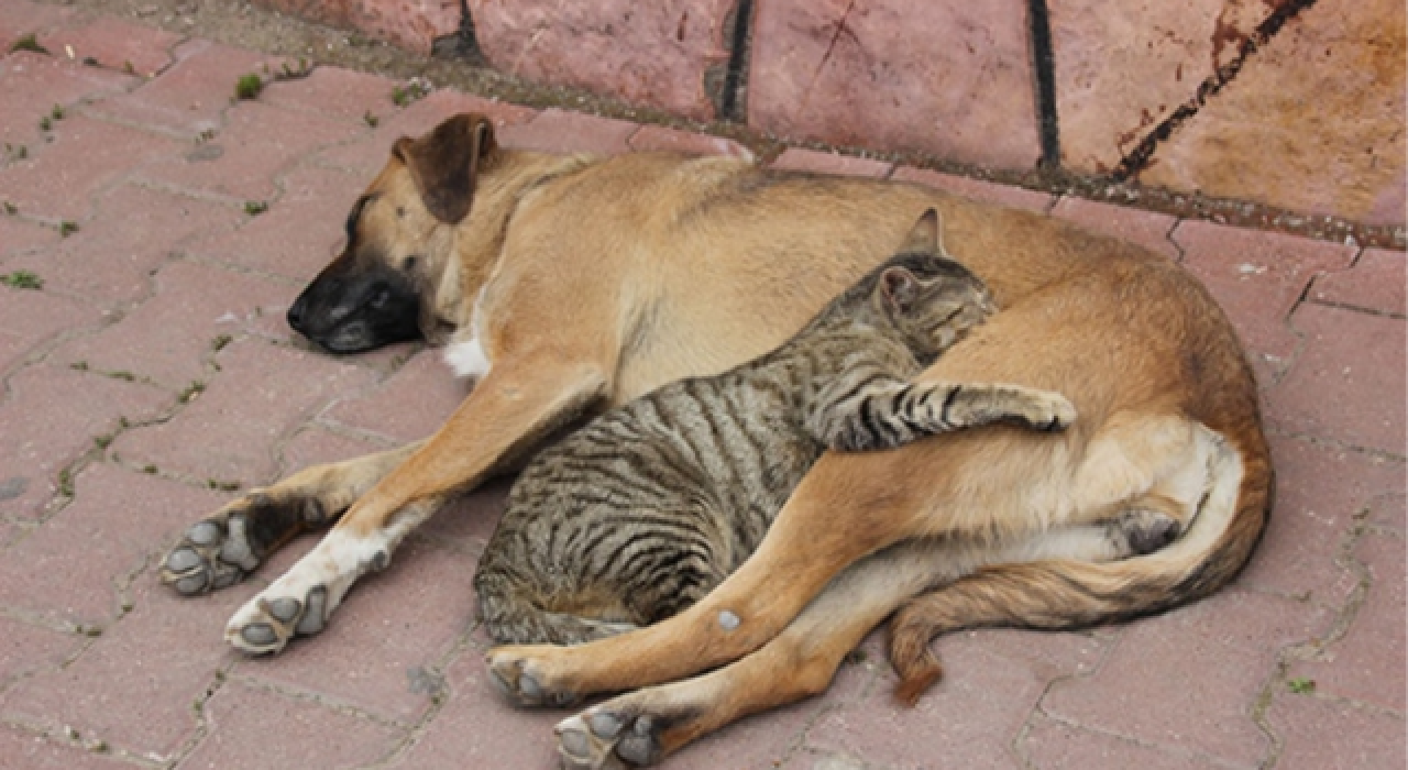 Hayvanları koruma tasarısına 24 başlıkta itiraz