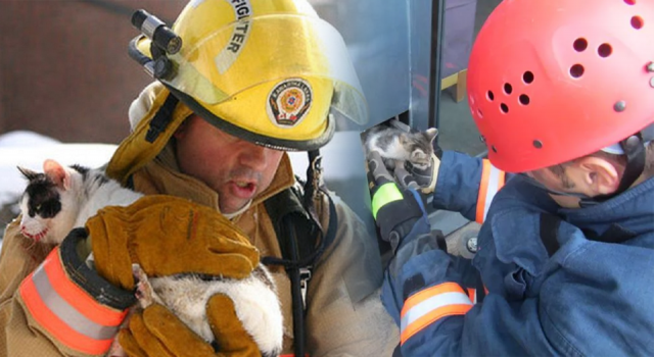 İstanbul itfaiyesi, geçtiğimiz yıl 24 bin 670 hayvan kurtardı