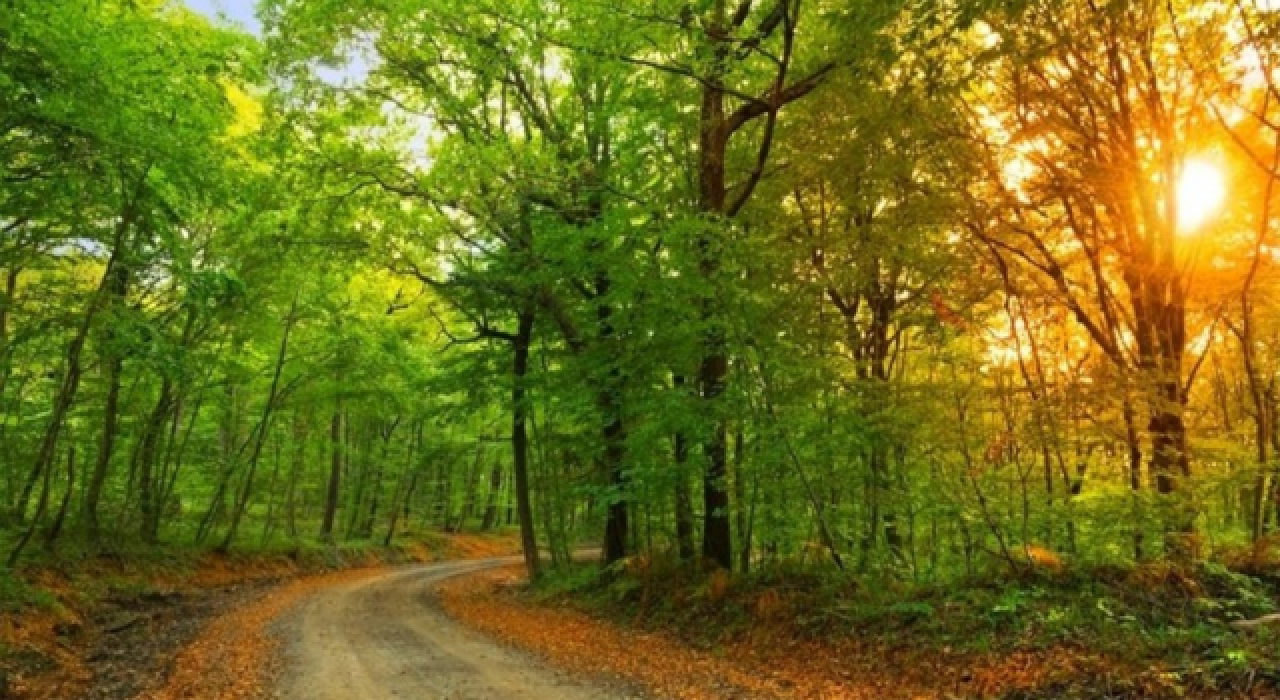 İstanbul'da ormanlara giriş yasaklandı