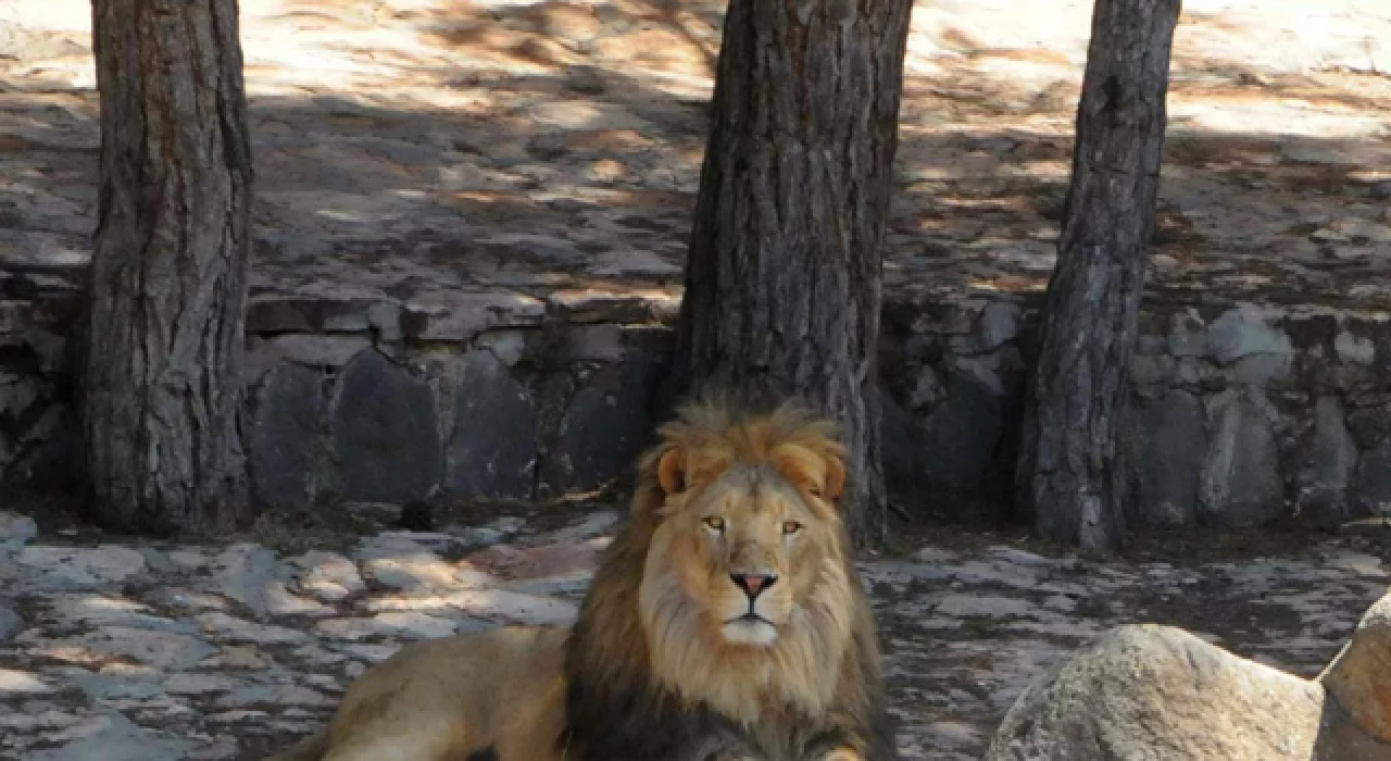 Kafesinden kaçan aslan ve saldırdığı bakıcının sağlık durumu belli oldu