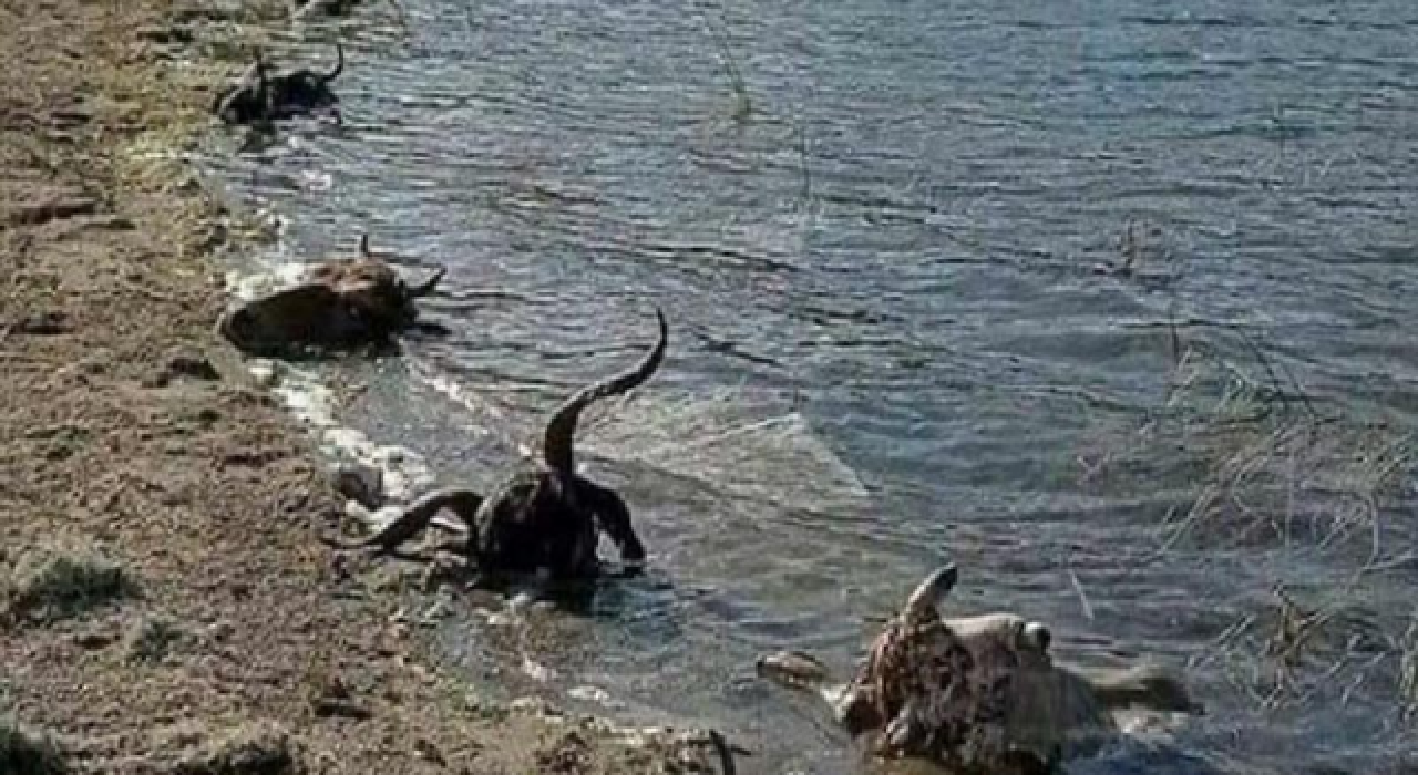 Kütahya'da Kurban kelleleri baraja atıldı