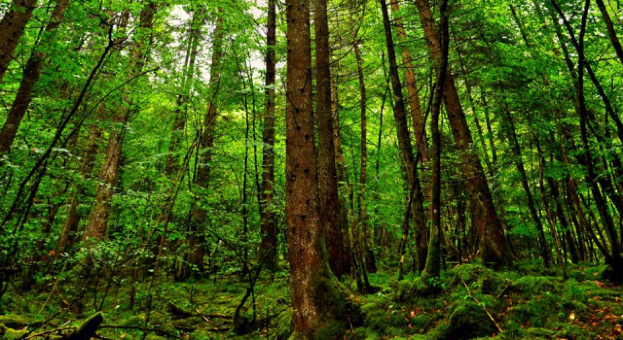 Spor ve piknik yapmak serbest, ateş yakmak yasak