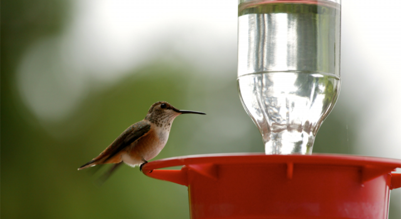 Temizlik görevlisi, sıcaktan bayılan kuşu bir kapak suyla ayılttı