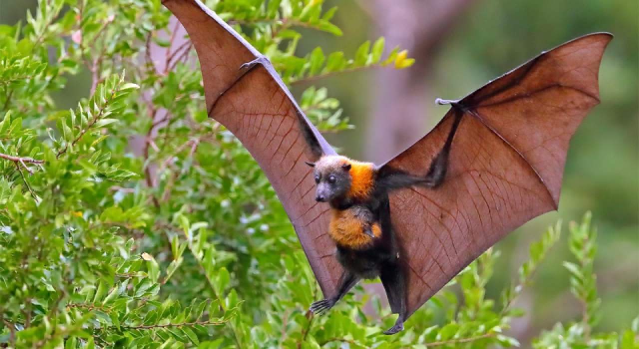 Yarasalarda "sarbecovirüs" denilen yeni bir koronavirüs keşfedildi