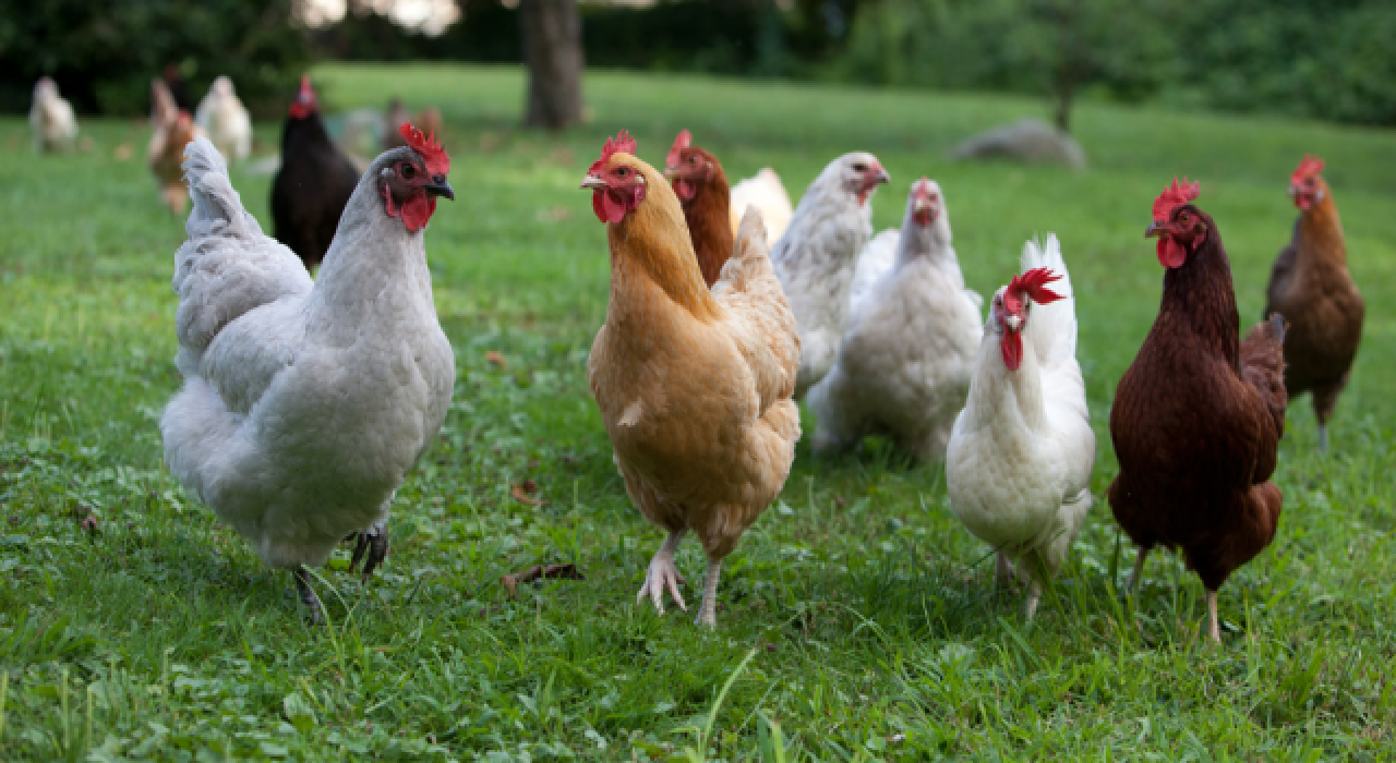Bartın'da selde 24 bin tavuk öldü