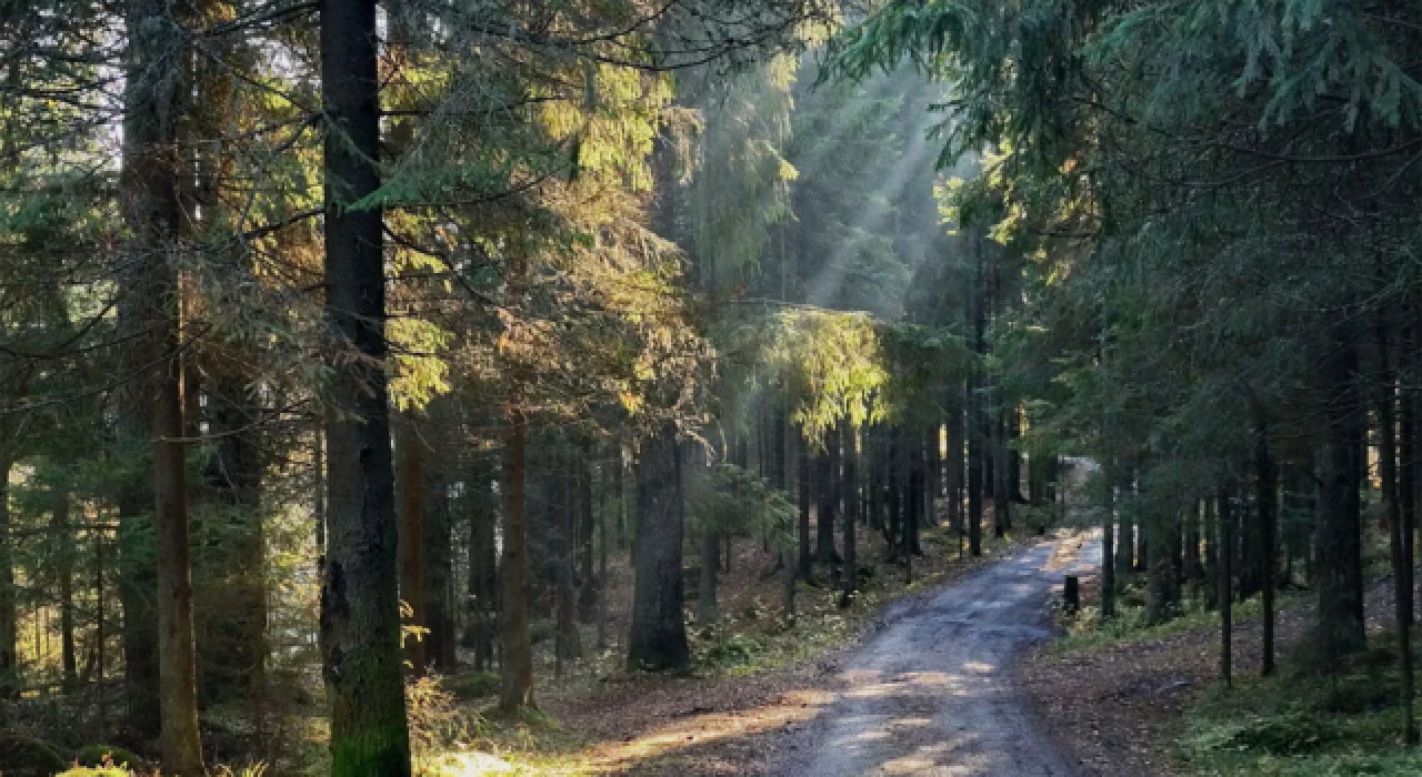 Bolu’da, 15 Eylül’e kadar ormanlara giriş yasaklandı