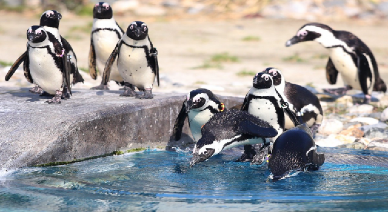 Bursa Hayvanat Bahçesi'nde penguenlerin taze sardalya keyfi
