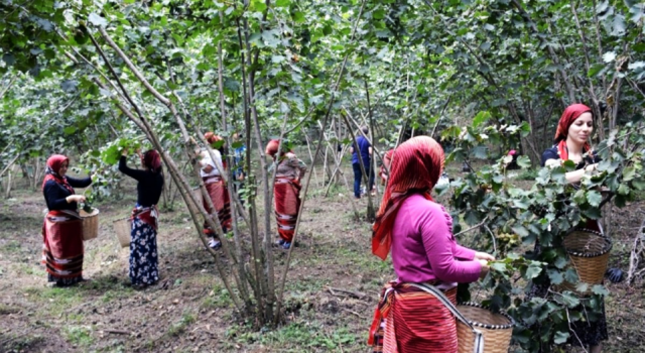 Karadeniz'e fındık göçü başladı: Vakalar artışa geçti