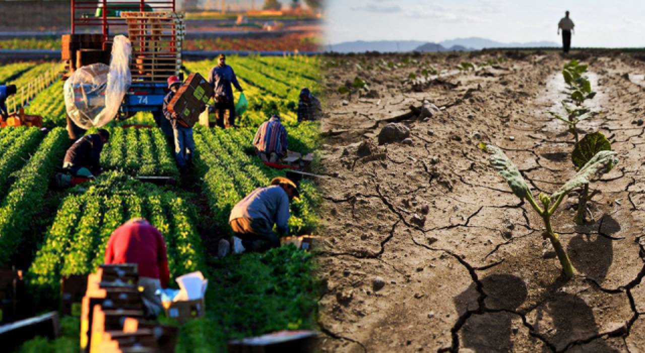 Küresel İklim Krizi'nden en çok etkilenen sektör: Tarım 