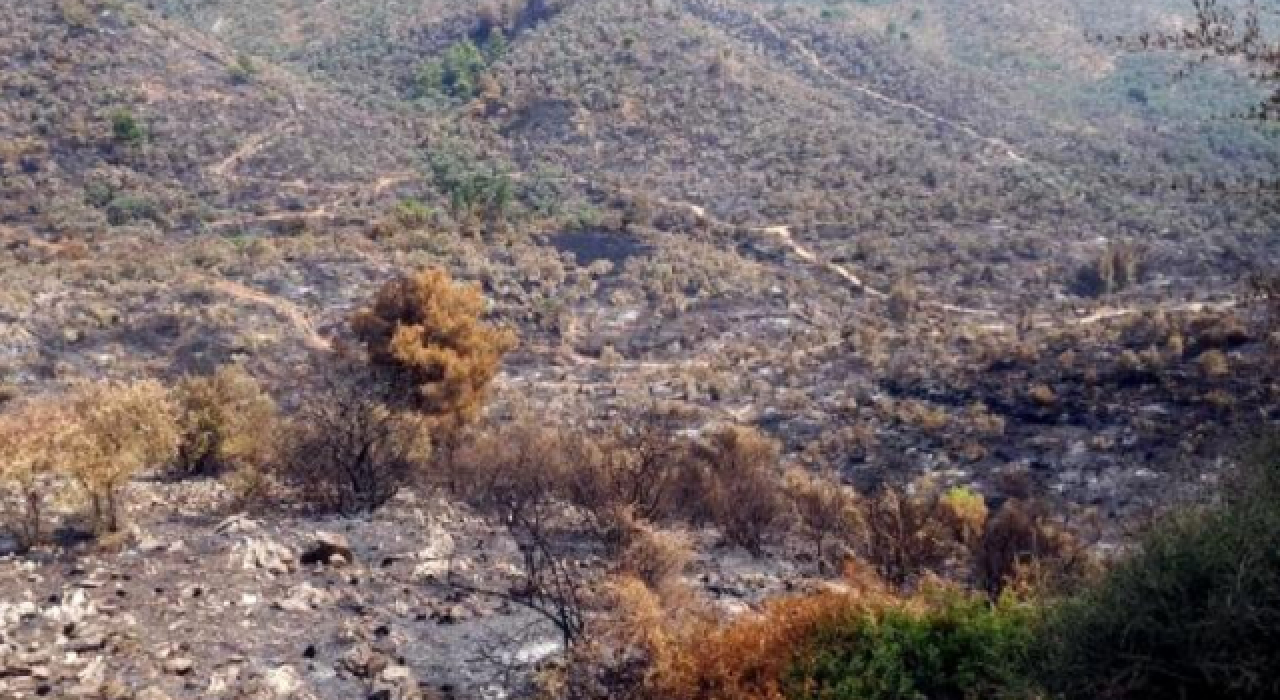 Muğla'da zeytinlik alanı kundaklayan üç kişi tutuklandı