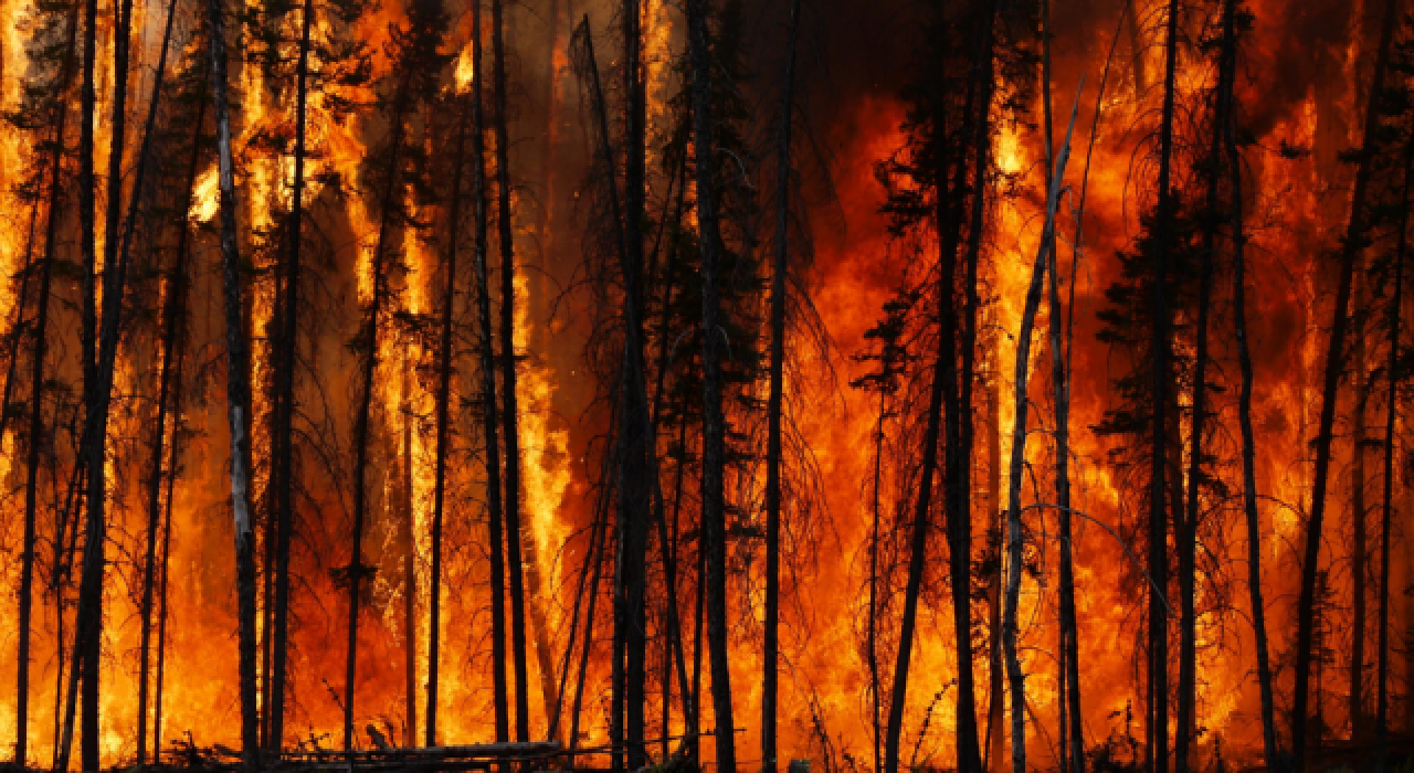 Orman yangınları süs bitkisi ihracatını etkiledi! 5-6 milyon dolar kayıp