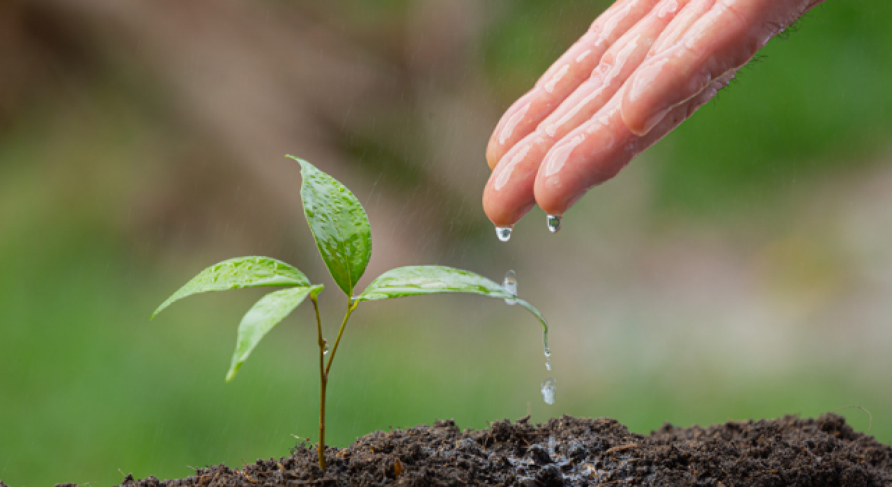 Orman yangınlarında zarar gören alanlarda kullanılacak fidanlar hazır!