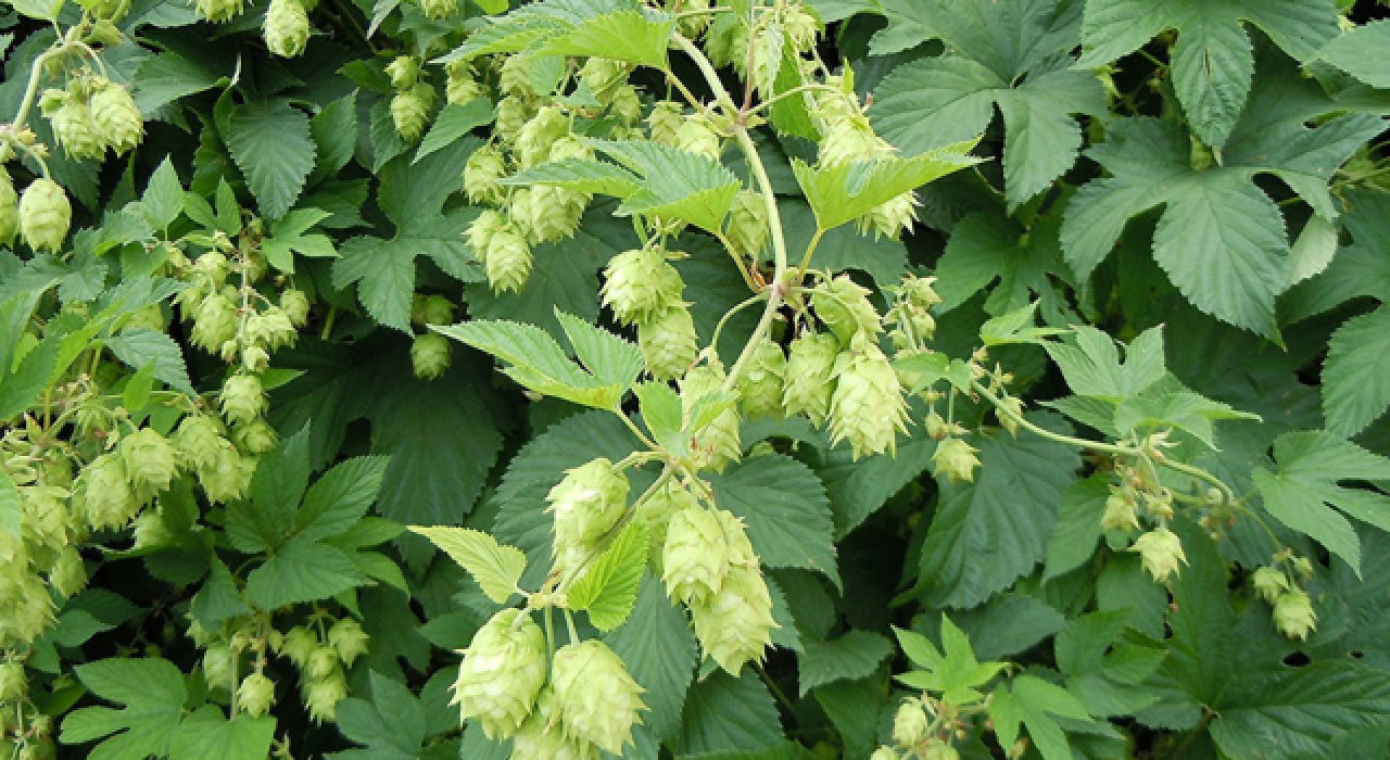 Şerbetçi otu yüksek verimiyle üreticisini sevindirdi