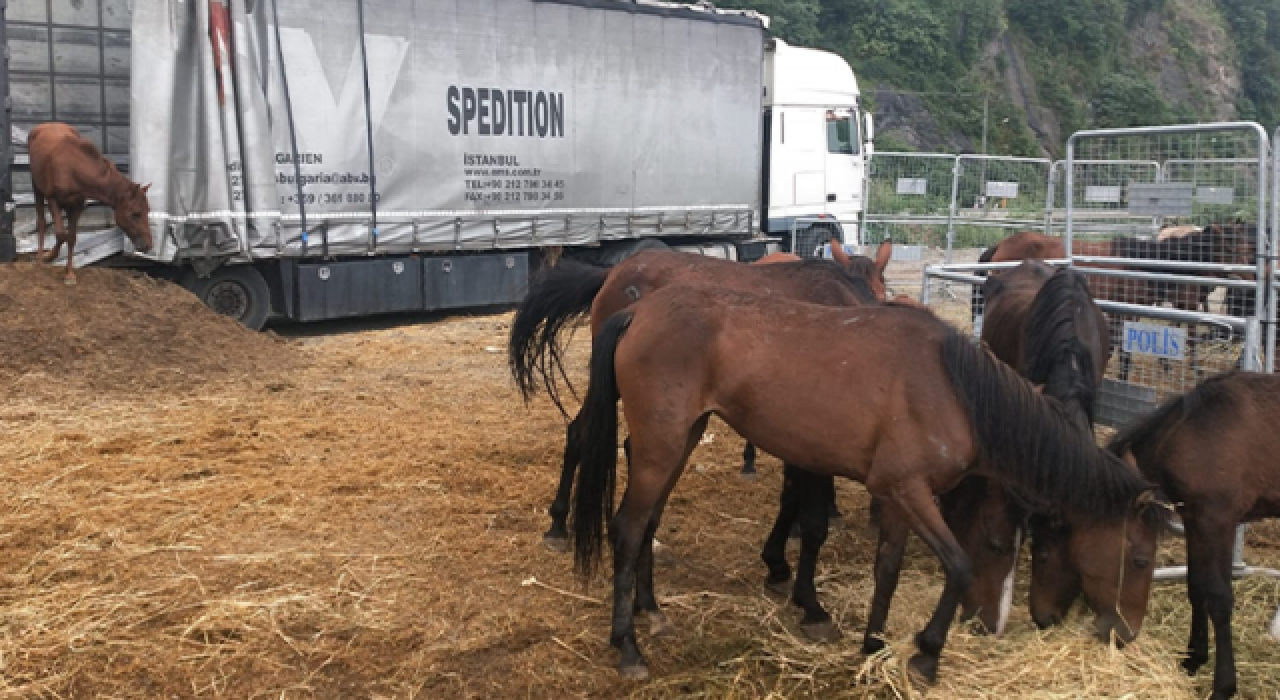 TIR’da taşıdığı 33 atı aç susuz bırakan kişiye 49 bin 500 lira ceza