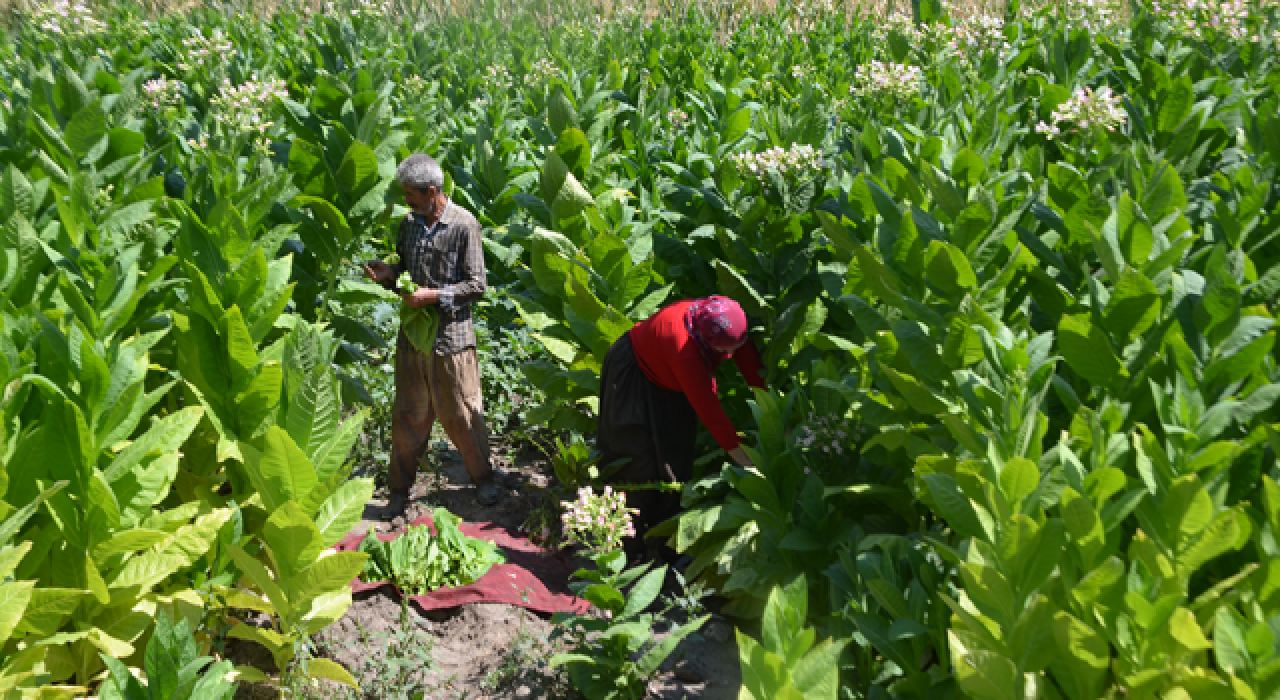Türkiye'den bu yıl 60 bin ton tütün ihracatı bekleniyor