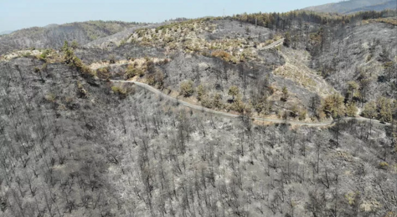 Yangın bölgelerinde yanan tarlaları satışa çıkardılar