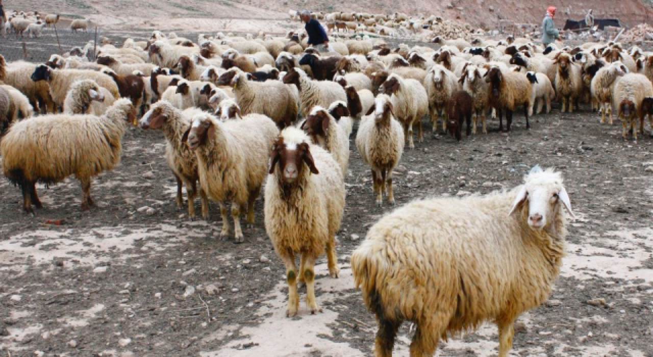 Edirne'de "mavi dil" hastalığı: 8 köy karantinaya alındı