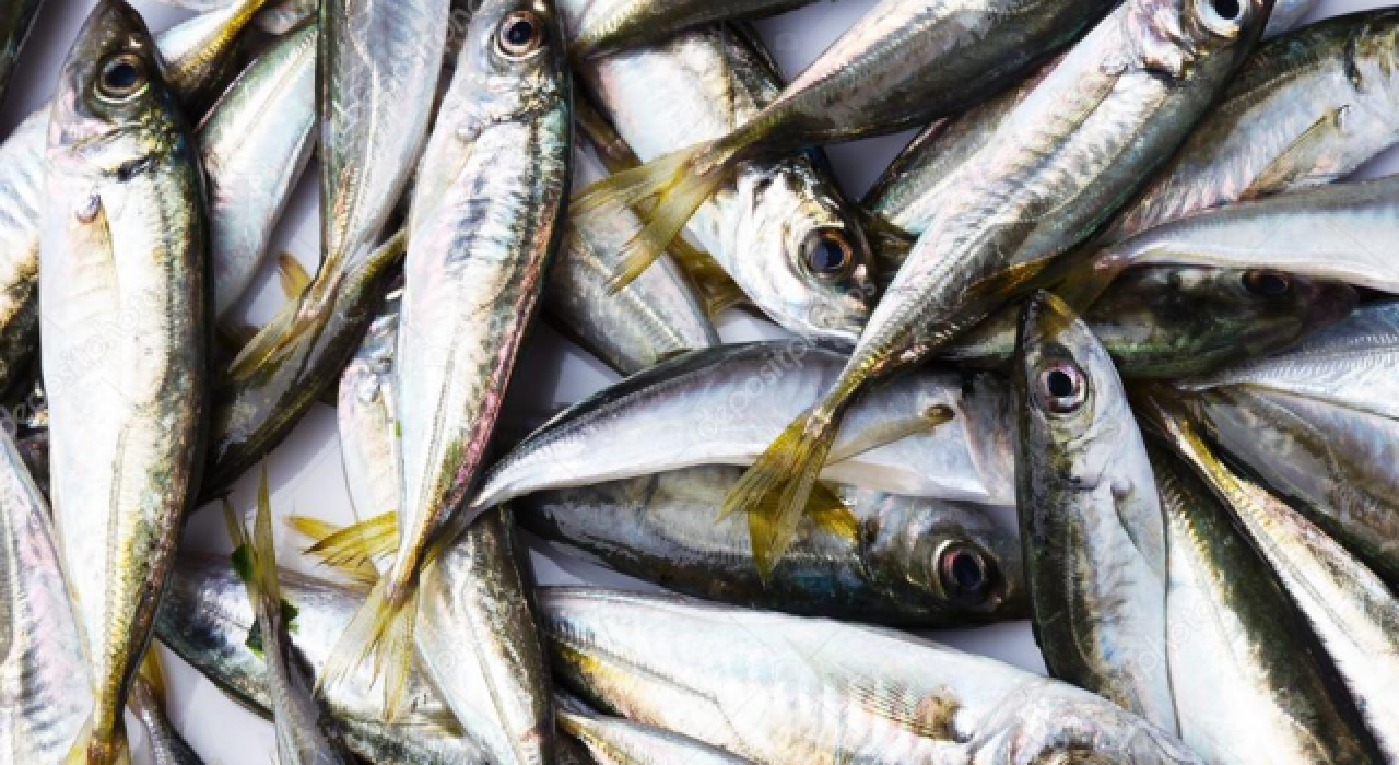 İstavrit bolluğu fiyatı düşürdü