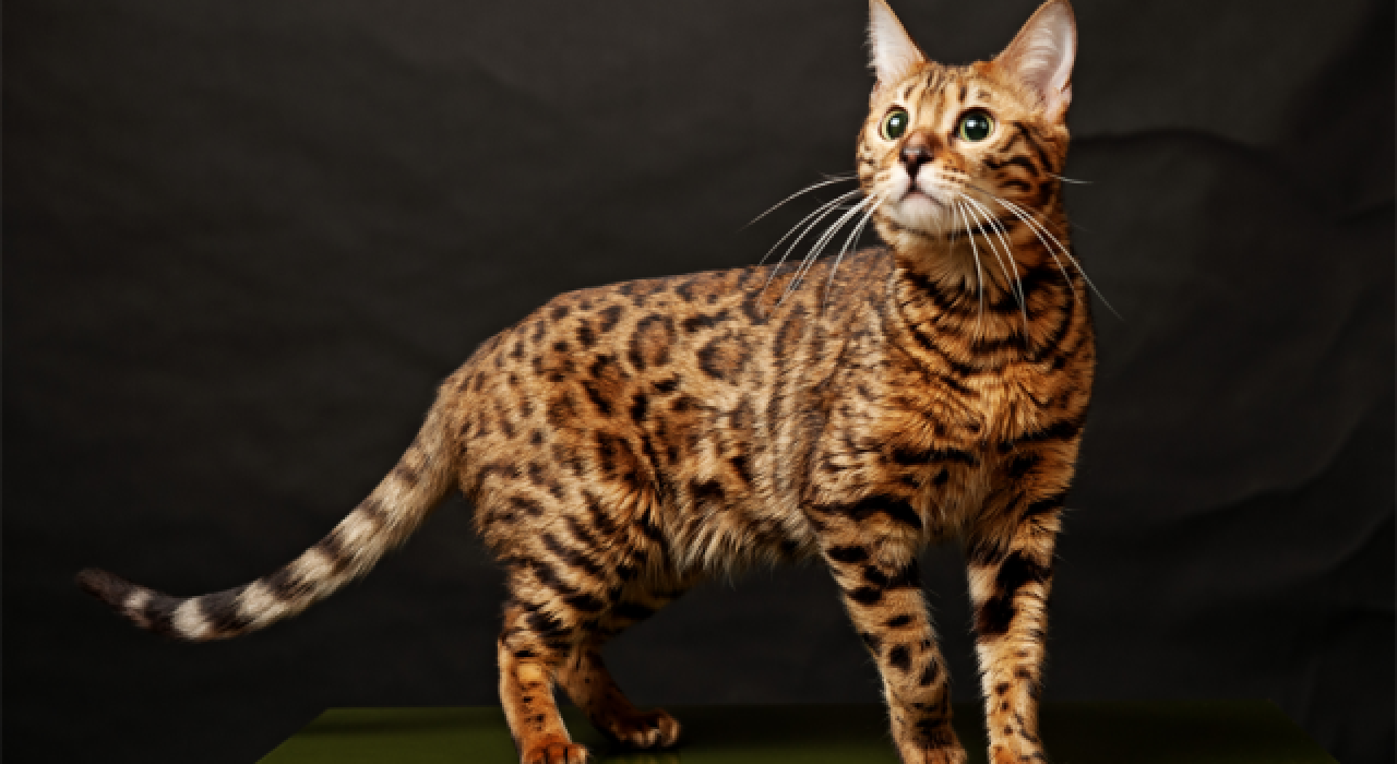 Kedilerdeki Desenleri Kontrol Eden Gen Bulundu