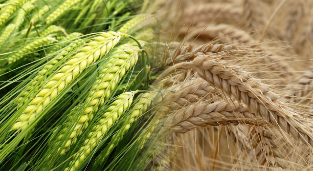 TMO, 73 milyon 500 bin dolar değerinde 245 bin ton arpa ithal edecek