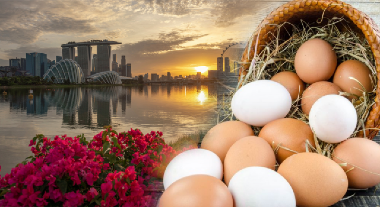 Türkiye'den Singapur'a yumurta ihracatı başladı