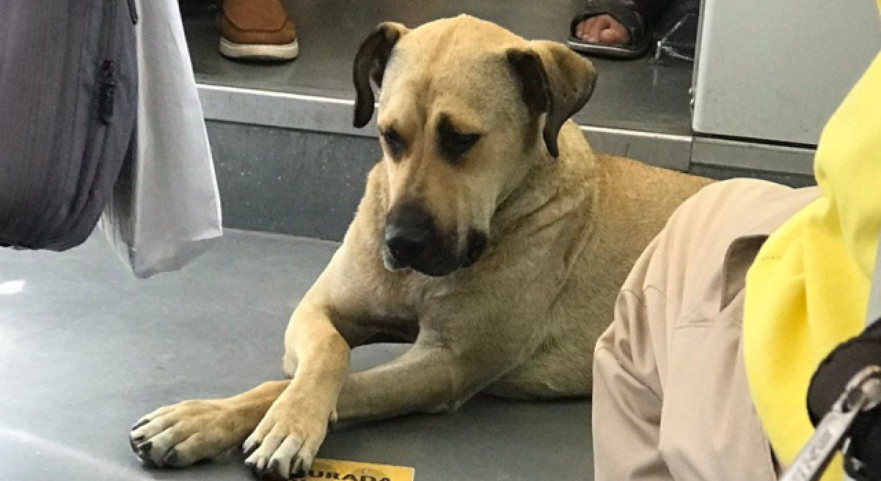 İBB: İstanbul'u turlayan köpek BOJİ'nin bakımını yaptık, GPS taktık