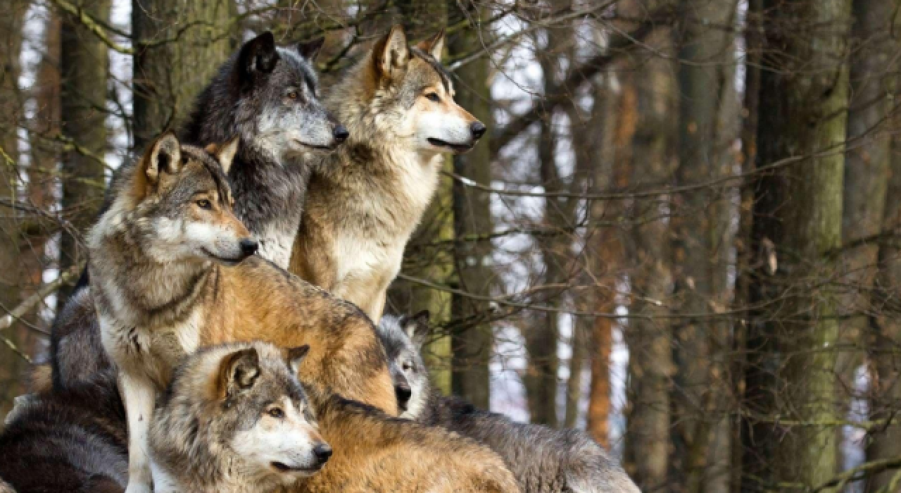 Fransa'da esaretten kaçmaya çalışan kurtları katlettiler